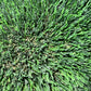 Angel - Durable Lawn Artificial Grass Turf Rug